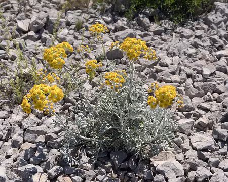 060_4V1A5128 Cinéraire maritime (Jacobaea maritima (L.) Pelser & Meijden, 2005 = Senecio cineraria DC., 1838)
