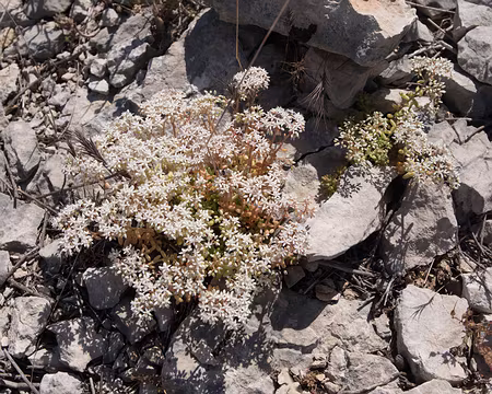 061_4V1A5137 Orpin blanc (Sedum album L., 1753)