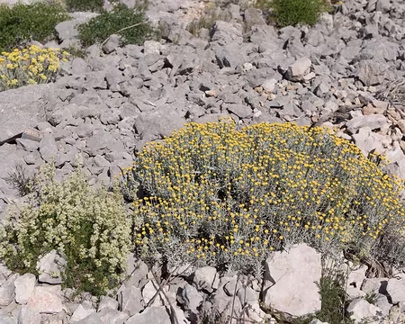 063_4V1A5148 Santoline Petit Cyprés (Santolina chamaecyparissus L., 1753)