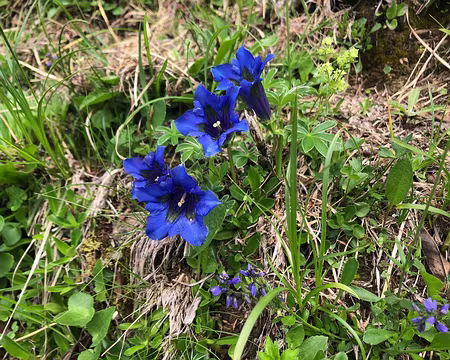 39 Gentianes Acaules (ou de Koch)