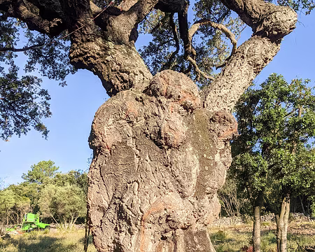 20210613-07h20m16s-PXL_20210613_052016994-V3