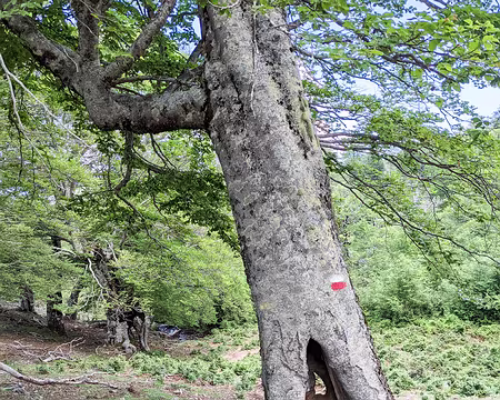 20210615-13h06m19s-PXL_20210615_110619393-V3