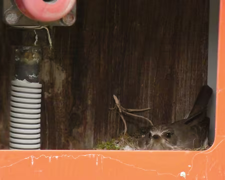 20210619-08h10m33s-IMG_3534-V3 mon nid est ici !