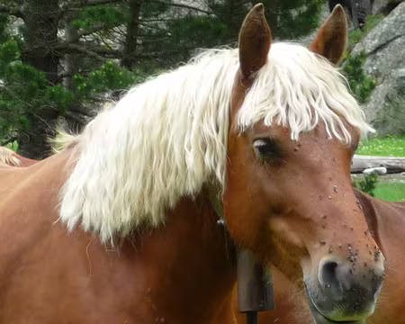 P1280180 Quoi ? Il ne vous plait pas mon brushing ?