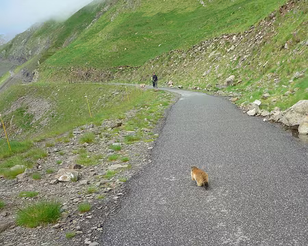 P1280224 Pas farouches c'est sûr !