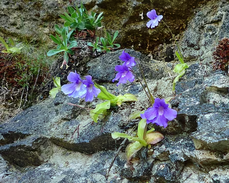 P1280257 Grassette à longues feuilles (carnivore)