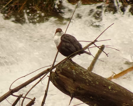 DSC08756 Cincle plongeur