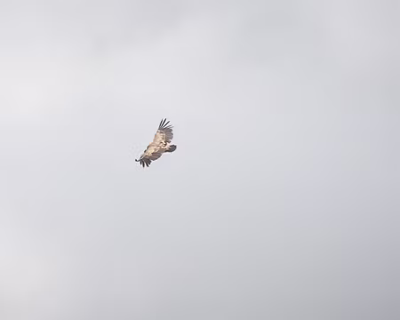 DSC08855 Vautour fauve