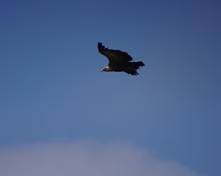 DSC08857 Vautour fauve