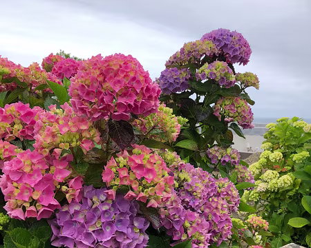 IMG_2913 Les hortensias bretons !