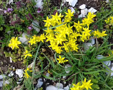 005 Sedum âcre