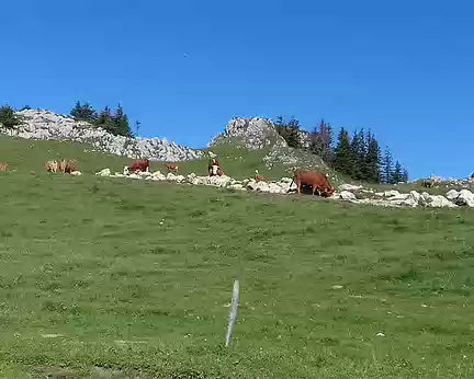 027 Vaches laitières dans les prairies d’alpage au pied du Charmant Som