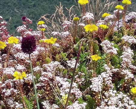 043 Joubarbe et ail de la Sainte Victoire