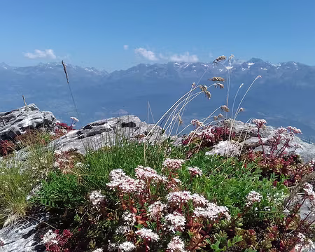 044 Le Massif de Belledonne au nord-est vu du Chemin de saint Bruno (GR 9) sur la crête du Mont Saint-Eynard (1338 m)