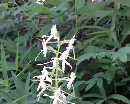 067 Orchidée à Bourdoire (1410 m)