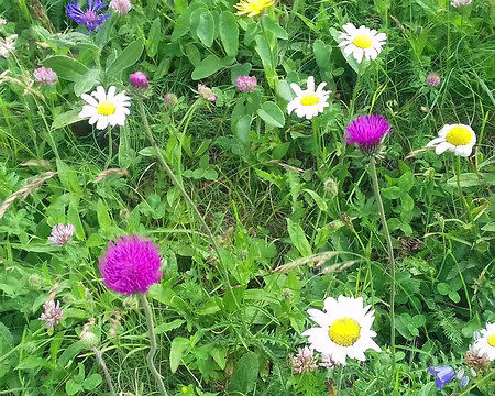 068 Fleurs des alpages