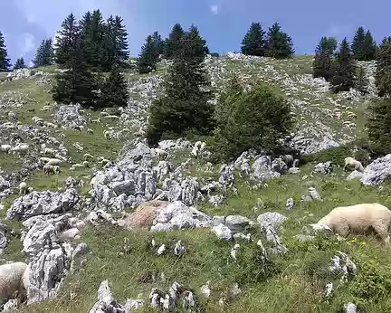 071 Moutons dans les lapiaz près du Petit Som