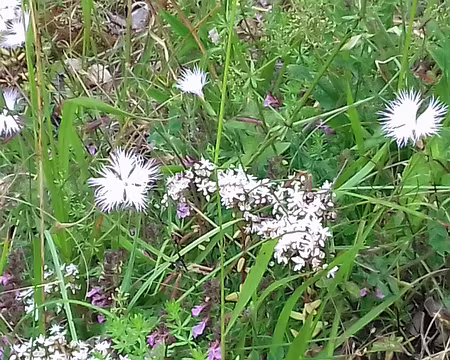 088 Oeillets de Montpellier