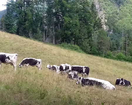 099 Troupeau de vaches vosgiennes à la robe mouchetée noire