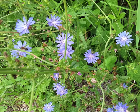 109 Chicorée sauvage près de Saint-Laurent-du-Pont (Isère)