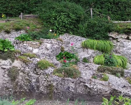 119 Plantes de rocaille
