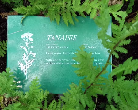 136 Un exemple de plante médicinale : la tanaisie