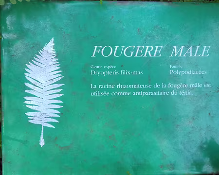 137 Autre plante cultivée aux Charmettes : la fougère mâle