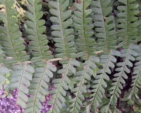 138 Les feuilles pennées de la fougère