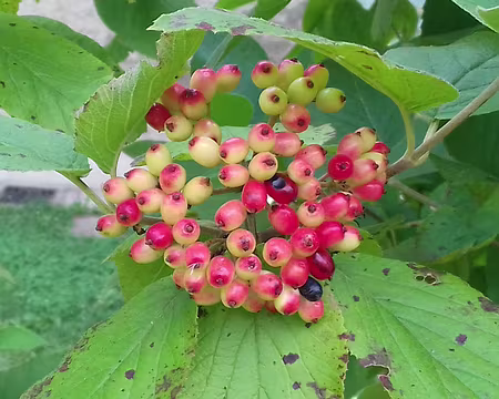 139 Les fruits très décoratifs de la viorne mancienne