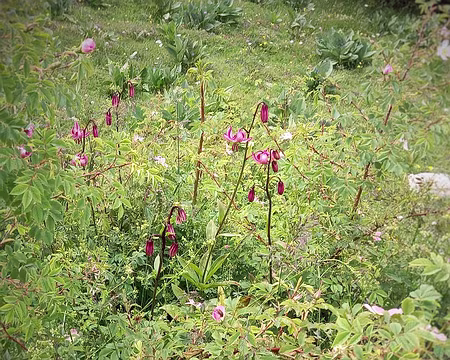 0028 Églantine, lys martagon, gentianes.