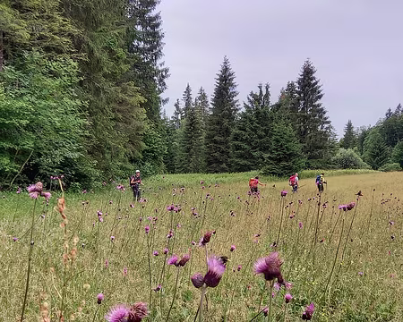 0055 Parmi les cirses