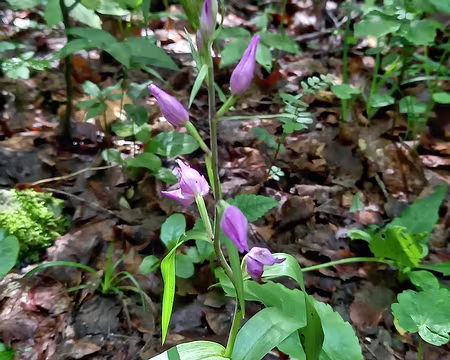 0096 Cėphalantère rouge (orchidée)