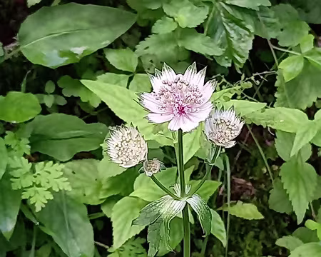 0101 Grande astrance