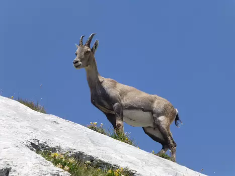 2021-07 Haut Chablais