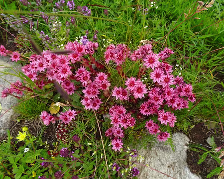 DSC09060 Bouquet de joubarbes
