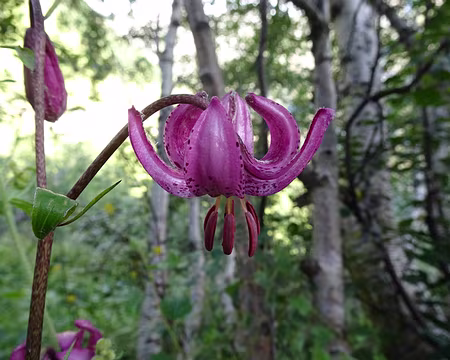 DSC09068 Lys Martagon