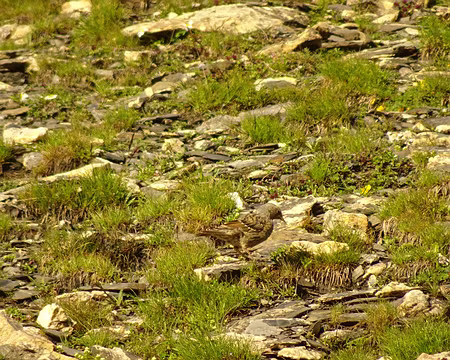 DSC09191 Accenteur Mouchet