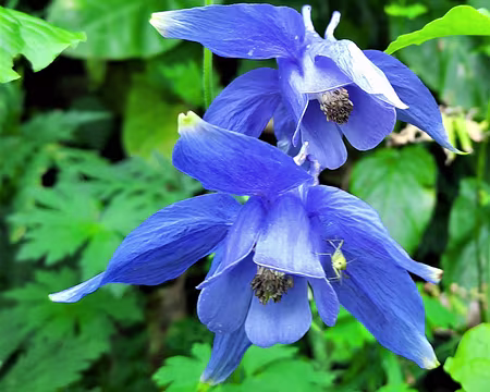 ANCOLIE-20210803_100628