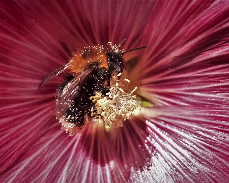 BOMBYX PASCUARUM-20210813_183034