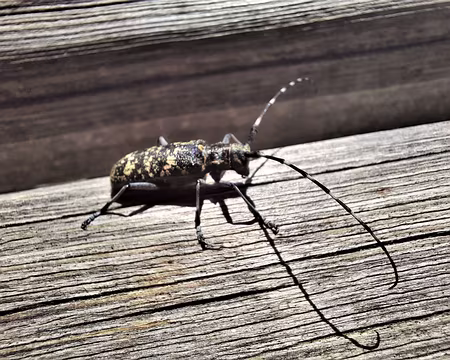 CAPRICORNE-20210808_151236