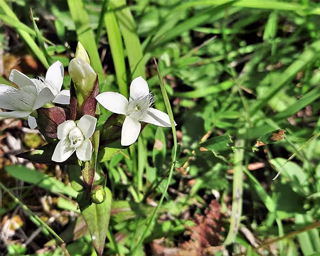 GENTIANE AMERE-20210803_115136