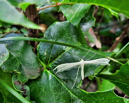 PTEROPHORE AILE-20210802_164844