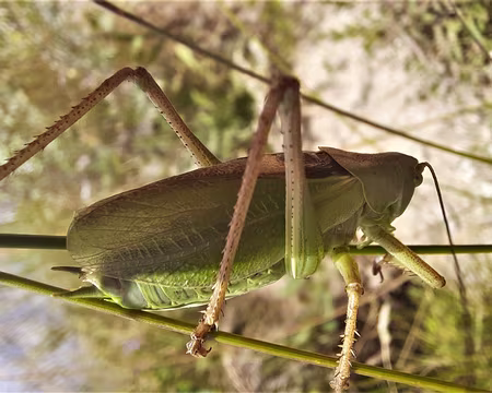SAUTERELLE CYMBALIERE-20210812_115003