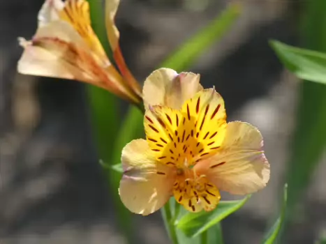 2021-07 Pyrénées Ariégeoises
