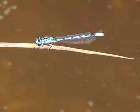 DSC08925 Libellule sur l'Estany del Tico (picnic)