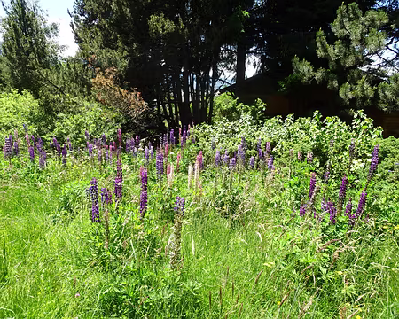 DSC08926 Champ de lupins