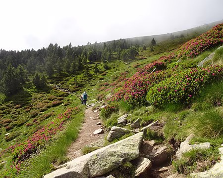 DSC08944 Prairie de rhododendrons