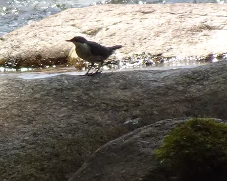DSC09001 cincle plongeur sur le Tech