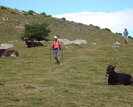 DSC09022 Stratégie pour traverser le troupeau de vaches