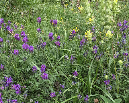 20210724-14h59m20s-PXL_20210724_125920562-V3 Premières fleurs